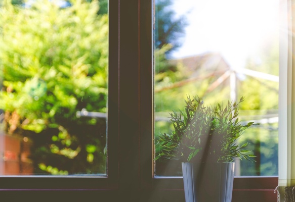 plante-interieur
