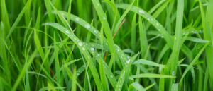 herbe mouillée par la pluie ou la rosée du matin