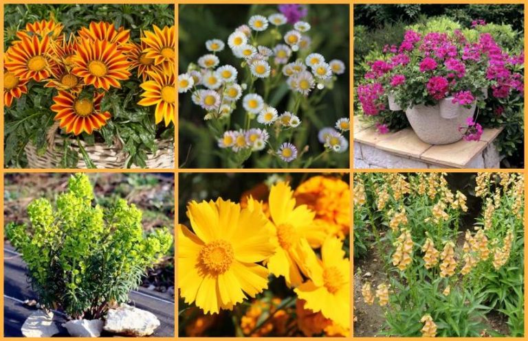 Quelle plante choisir pour un jardin ou balcon sans entretien