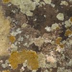 Lichen sur mur en pierre