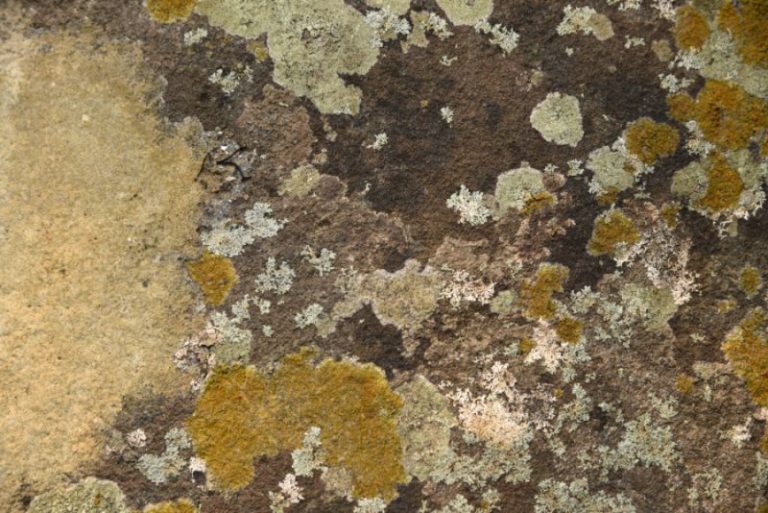 Lichen sur mur en pierre