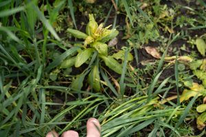 Mauvaises herbes