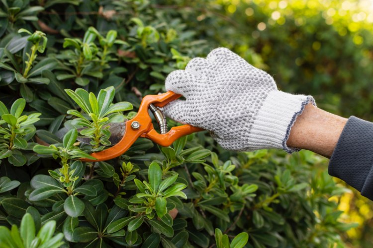 Entretenir les ustensiles et les outils de jardinage avant l'hiver