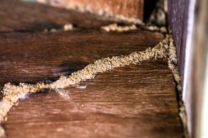 termite bois bricozor