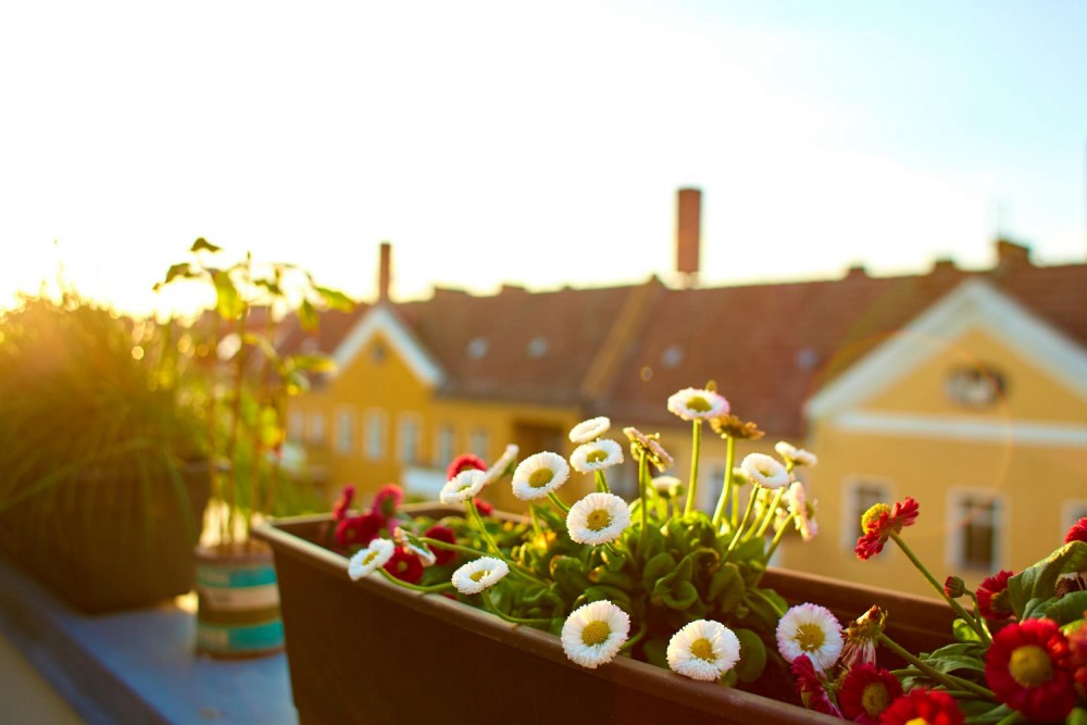 Quelles fleurs pour un balcon plein sud