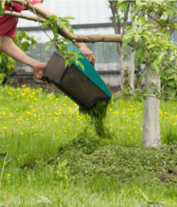 mulching : utiliser l'herbe de tonte comme paillis et compost