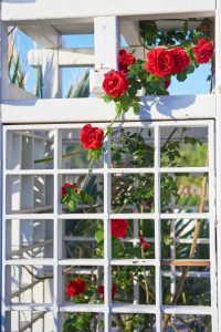 Planter un rosier sur un balcon