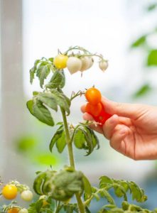Planter des tomates sur son balcon