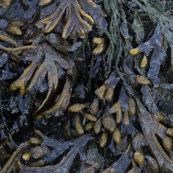 algues noires comme engrais