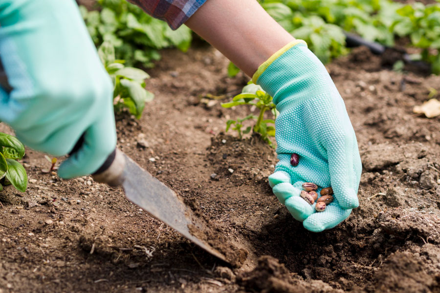 Mains gantees plantent des graines dans le jardin