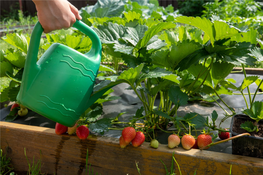 arrosage des fraises dans le potager