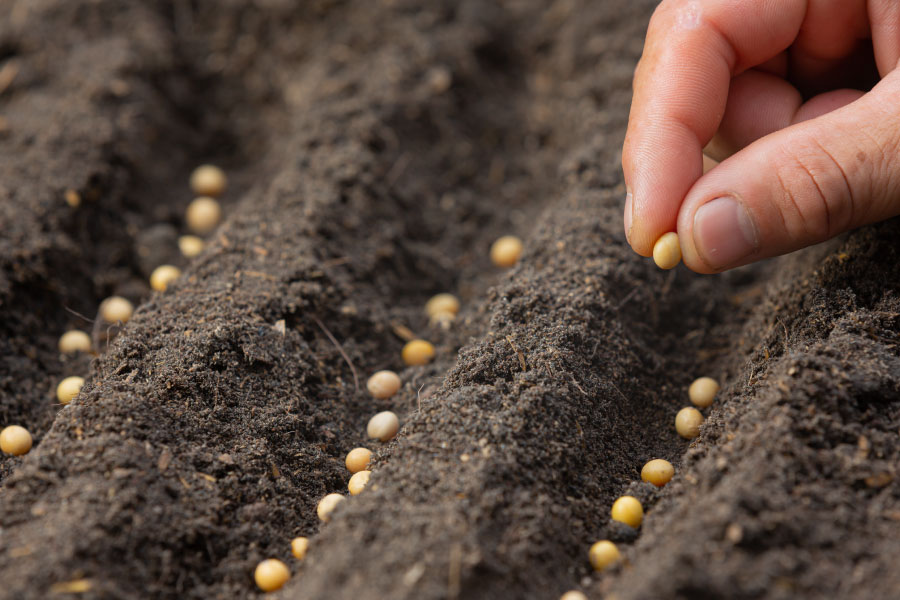 planter des graines dans la terre