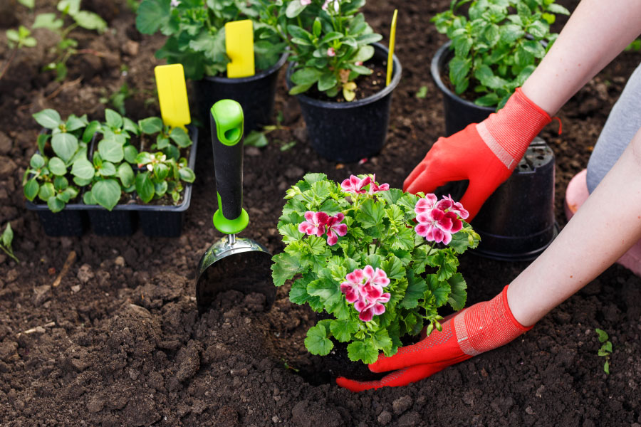 mains gantées plantent des fleurs dans la terre