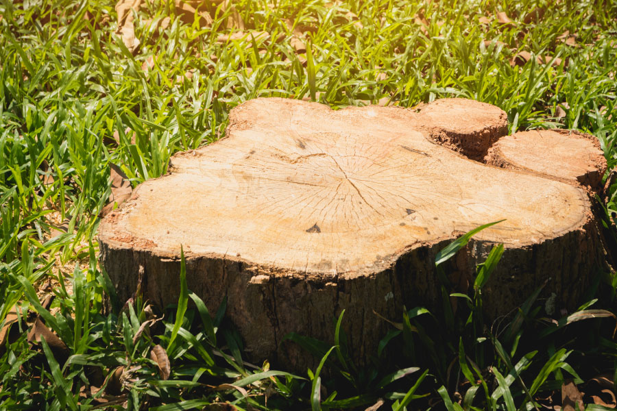 souche d'arbre dans l'herbe