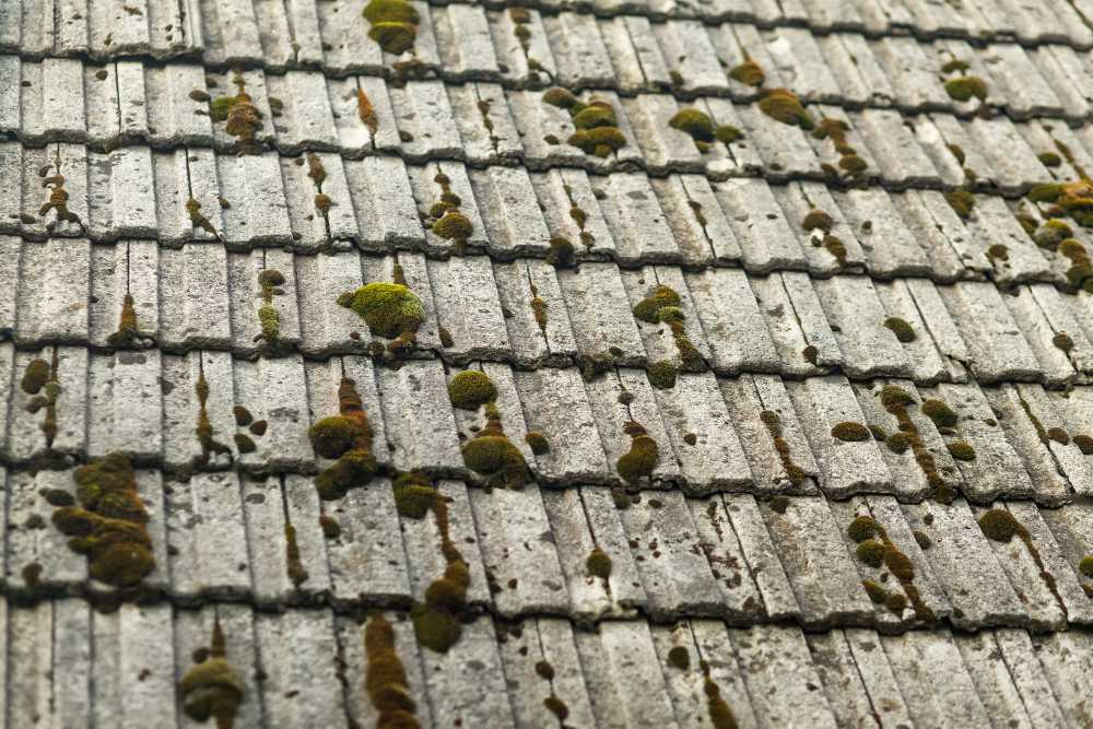 Mousse verte sur le toit