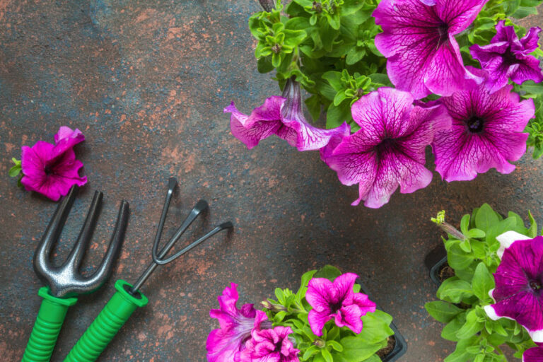 outils de jardinage et fleurs de pétunias roses