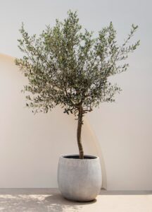 Un olivier en pot