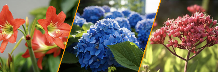 Quoi planter en juillet ? Nos conseils pour un jardin parfait