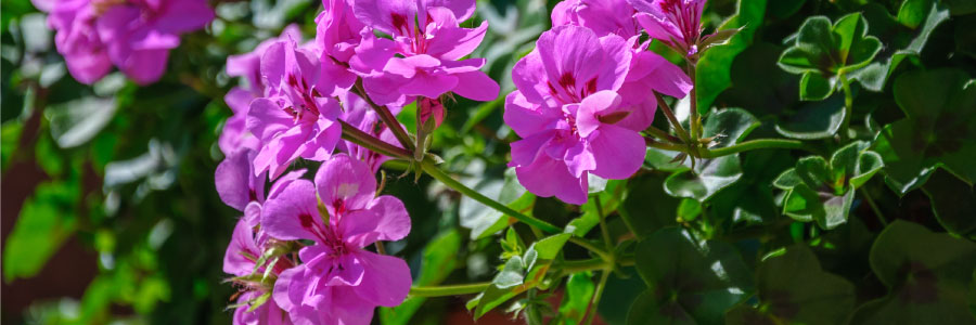 Quoi planter en juillet ? Nos conseils pour un jardin parfait