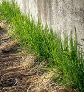 pelouse haute contre le mur