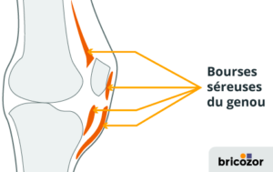 anatomie du genou bourses séreuses