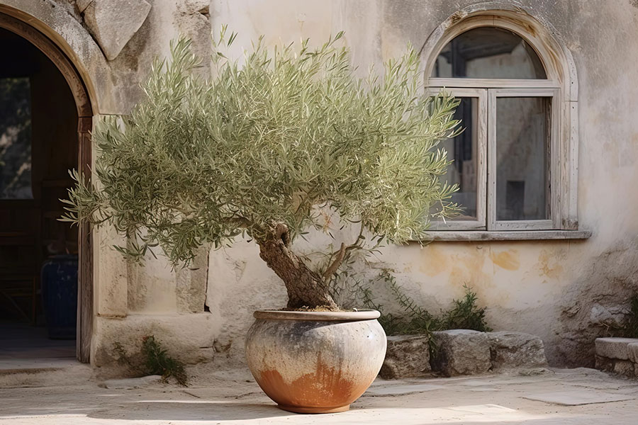 olivier en pot devant une maison