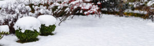 jardin enneigé en hiver, le manteau neigeux protège la pelouse