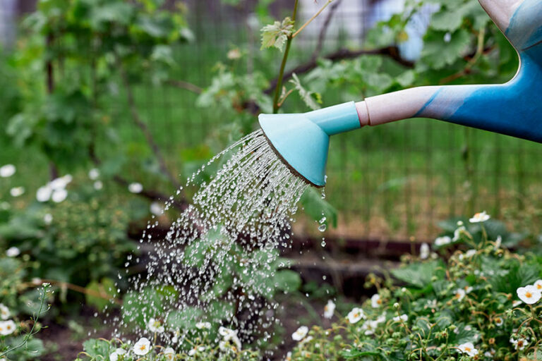agriculteur arrose les plantes dans son jardin avec un arrosoir