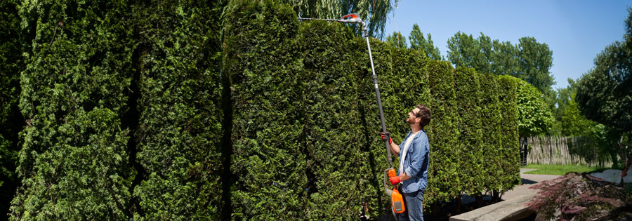 Quand tailler les Thuyas ? Période, fréquence, hauteur... tout savoir