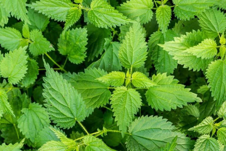 Identification des Mauvaises Herbes Guide Pratique du Jardinier