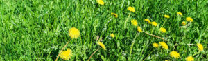champ pissenlits fleurs nature champs printemps herbe luxuriante