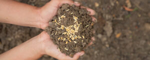 graines de pelouse mélangées à du terreau pour raviver le gazon dans son jardin