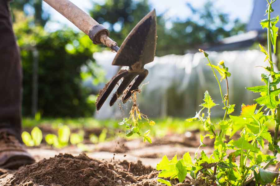 désherber le jardin avec une bine pour retirer les mauvaises herbes