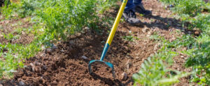 jardinier passe le sarcloir dans le jardin potager