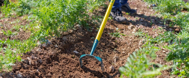 Le sarclage c'est quoi ? Techniques et outils essentiels
