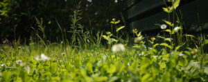 mauvaises herbes sur la pelouse du jardin