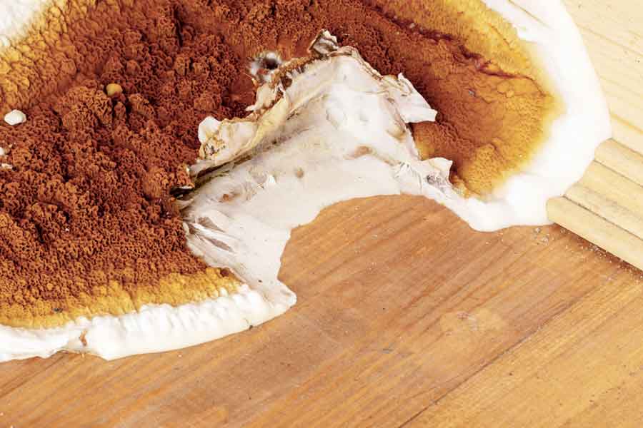 mérule champignon sur le mur et le parquet de la maison humidité