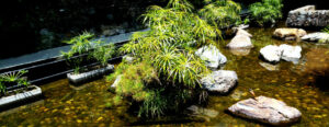 plantes grandissent dans un jardin de pluie mare eau pluviale