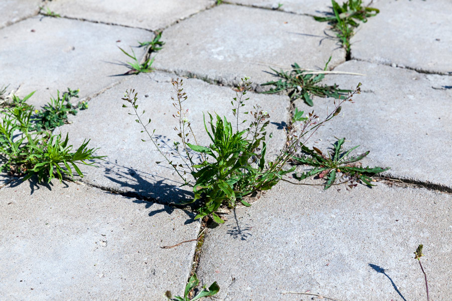 mauvaises herbes ressortent des carreaux de carrelage extérieur