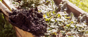 compost avec de l’engrais organique et des vers sur une pelle compost avec de l'engrais organique et des vers sur une pelle