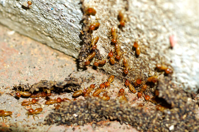 termites le long du mur de la maison