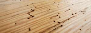 une planche de bois avec des trous d’insectes xylophages signes de galeries de termites une planche de bois avec des trous d'insectes xylophages signes de galeries de termites