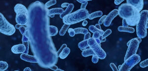 bactéries ou virus vues au microscope